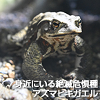 身近にいる絶滅危惧種アズマヒキガエル