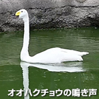 オオハクチョウの鳴き声