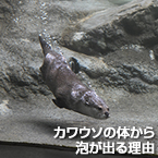 カワウソの体から泡が出る理由