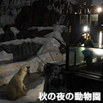 秋の夜の動物園