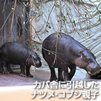 カバ舎に引越したナツメ・コブシ親子