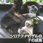 シロテテナガザルの子の成長