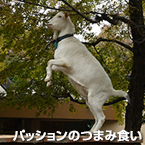 パッションのつまみ食い