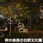 秋の夜長の自然文化園