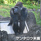 ゲンタロウ来園