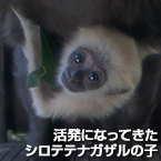 活発になってきたシロテテナガザルの子
