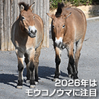2026年はモウコノウマに注目