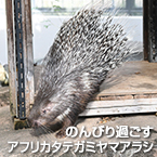 のんびり過ごすアフリカタテガミヤマアラシ