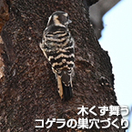 木くず舞うコゲラの巣穴づくり