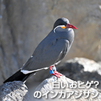 白いおヒゲ？のインカアジサシ