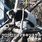 クロシロエリマキキツネザルの鳴き声