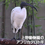 上野動物園のアフリカクロトキ