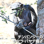 チンパンジーのサクラ・ハヤテ親子