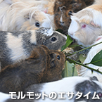 モルモットのエサタイム