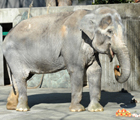 動物園よりおしらせ(バックナンバー)