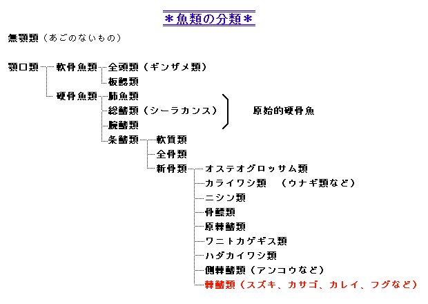 サカナだって顔が大事 トピックス