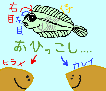 ���ނ̕��ޕ\