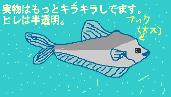 �i�[�T���[�t�B�b�V��