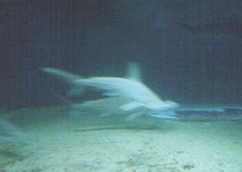 AJVNU