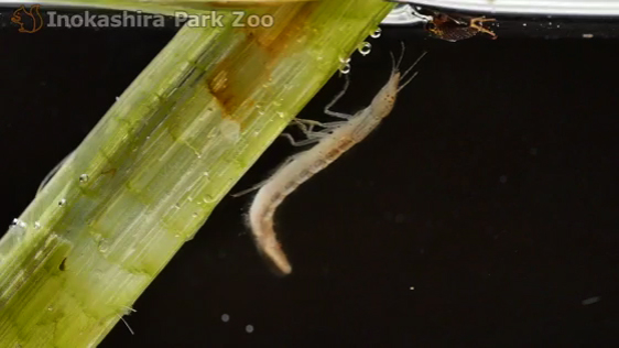 続々 新たな視点で見てみると 4 大あごは高性能の注射針 ゲンゴロウ1令幼虫の摂餌 東京ズーネット