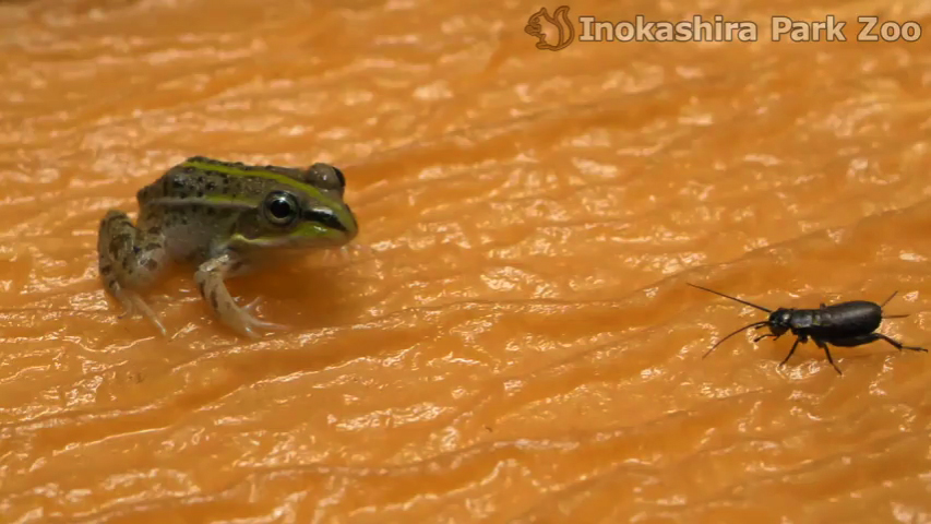 続々 新たな視点で見てみると 23 カエルの食事はパクッとひと飲み トウキョウダルマガエル幼体の食事 東京ズーネット