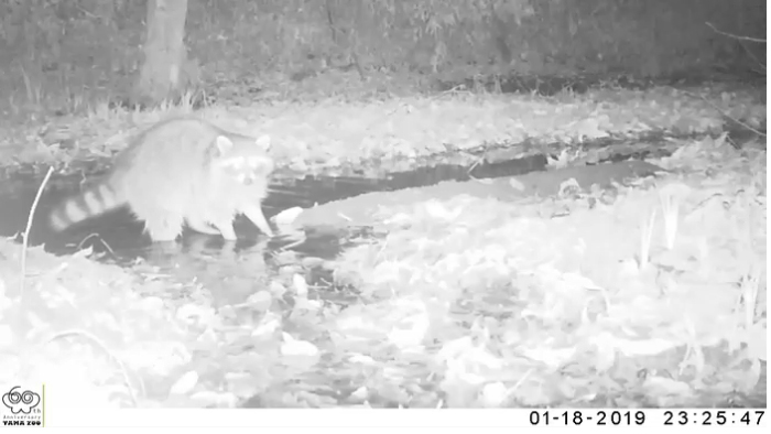 センサーカメラは見た 園内の野生動物 東京ズーネット