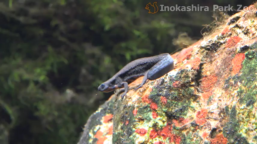 続々 新たな視点で見てみると 28 オシャレに色づくオスの尾っぽ アカハライモリの婚姻色 東京ズーネット