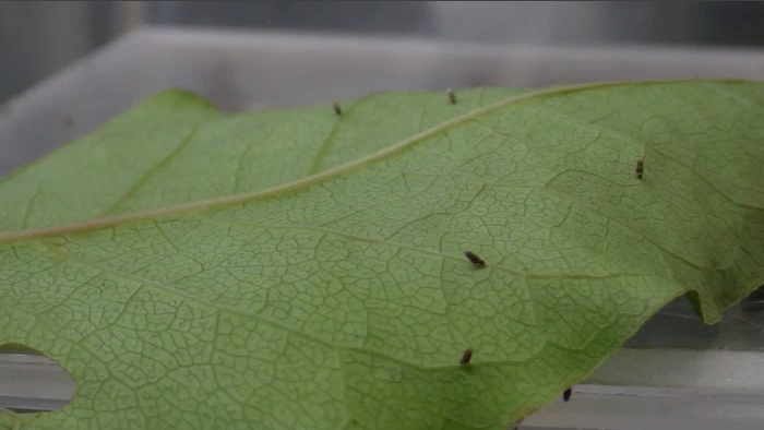蓑虫のお話［2］生まれたてのオオミノガの幼虫たち | 東京動物園協会