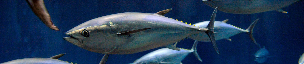 葛西臨海水族園の再開園と整理券予約システムのご案内 東京ズーネット 葛西臨海水族園の再開園と整理券予約システムのご案内 東京ズーネット