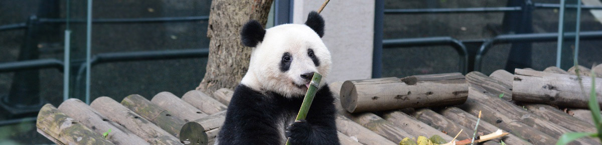 上野動物園 整理券