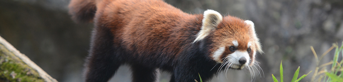 多摩動物公園の再開園と入園整理券予約システムのご案内 東京ズーネット