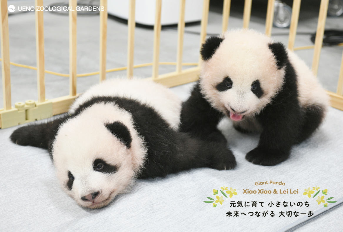 上野動物園ジャイアントパンダ画像プレゼント