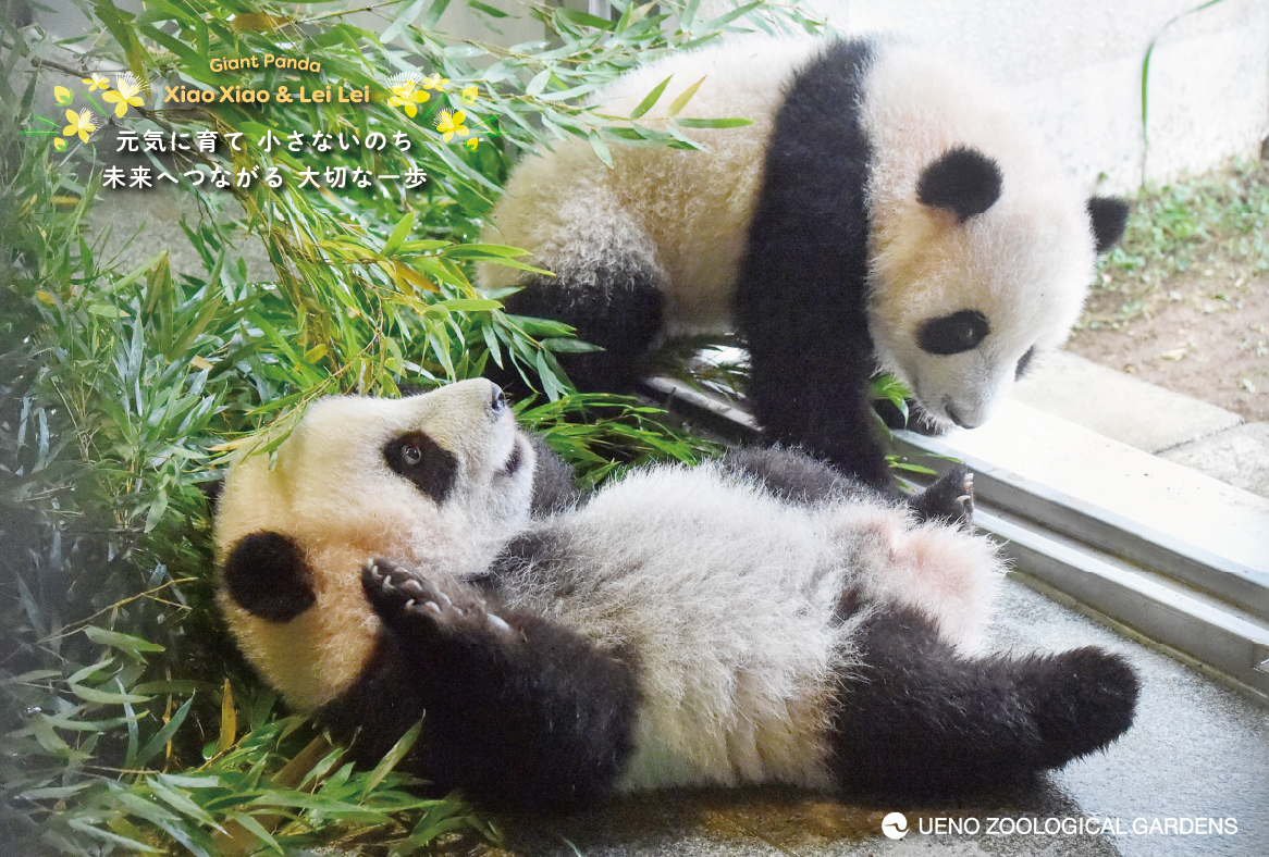 上野動物園ジャイアントパンダ画像プレゼント