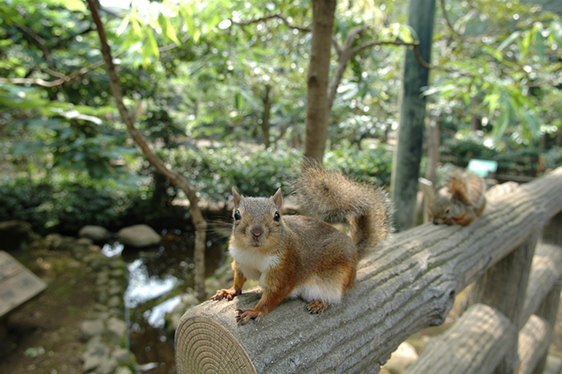 動物園 井の頭