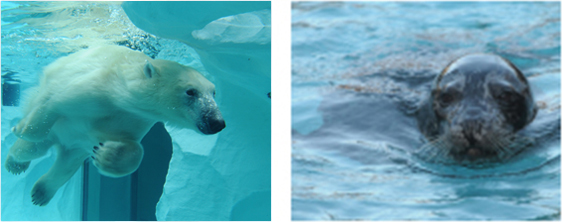 ホッキョクグマとアザラシの海