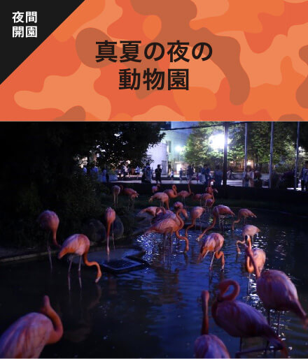 真夏の夜の動物園