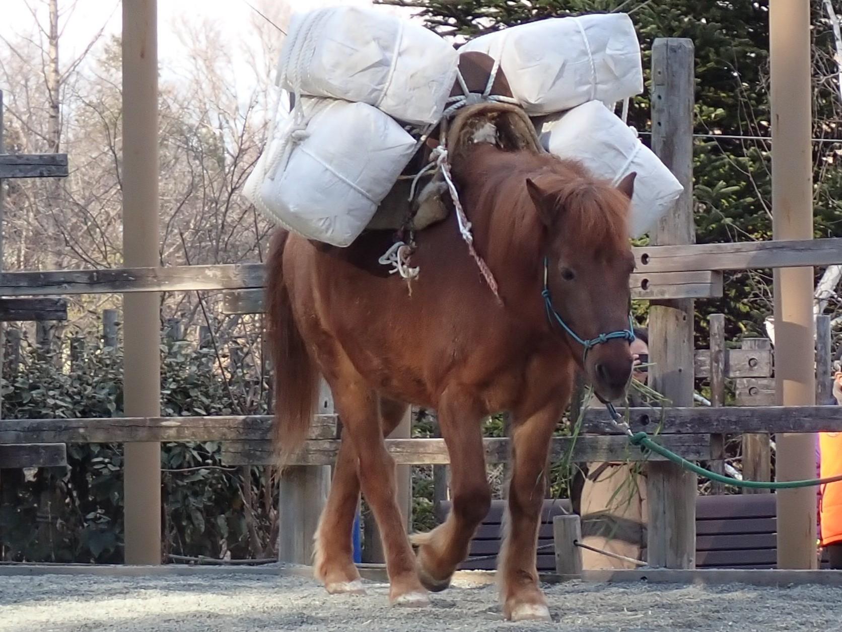 運搬が得意な在来馬