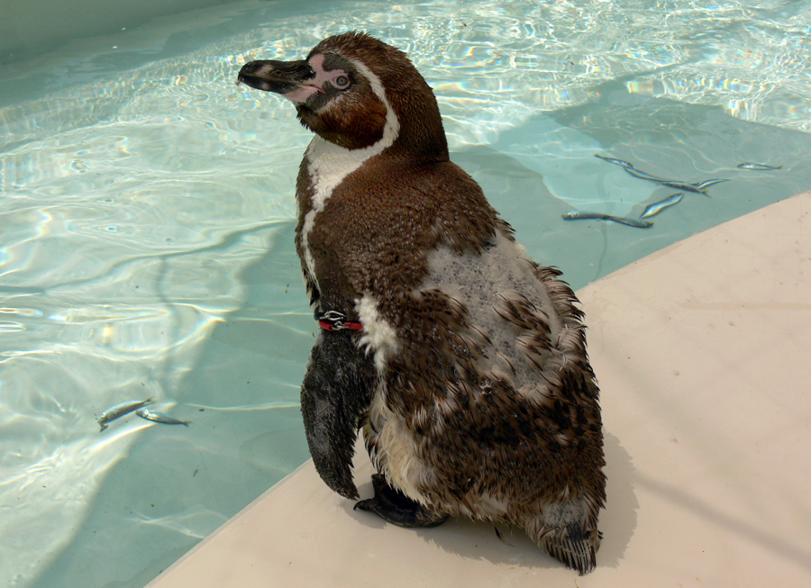 フンボルトペンギン ただいま衣替え中 東京ズーネット