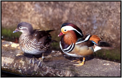 オシドリの飼育舎に入っている地味な色の鳥は？