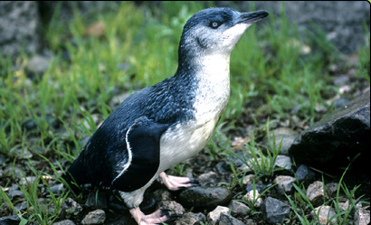 フェアリーペンギン