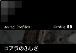 Profile 05／コアラのふしぎ