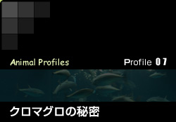 Profile 07／クロマグロの秘密