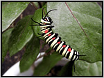 オオゴマダラの幼虫。４対の突起をもち、派手な色彩をしている