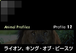 Profile 12／ライオン、キング・オブ・ビースツ