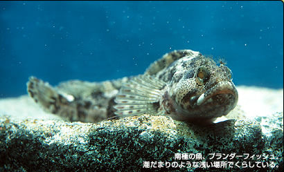 南極の魚、プランダーフィッシュ。潮だまりのような浅い場所でくらしている。