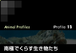 Profile 15／南極でくらす生き物たち