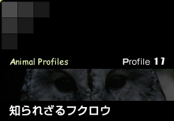 Profile 17／知られざるフクロウ