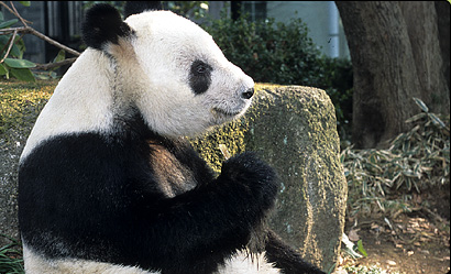 動物たちの横顔 21 人気者 ジャイアントパンダ 東京ズーネット