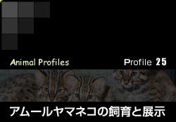 Profile 25／アムールヤマネコの飼育と展示