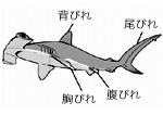 動物たちの横顔 26 軟骨魚類ってなに 東京ズーネット